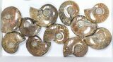Lot: kg Iridescent, Red Flash Ammonites (-) - Pieces #82490-3